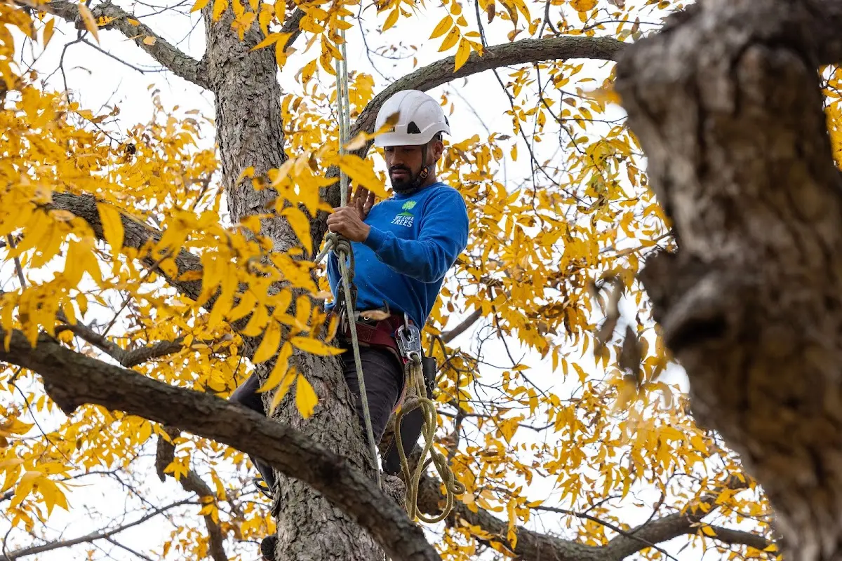 Skilled Tree Planing crew working in Media